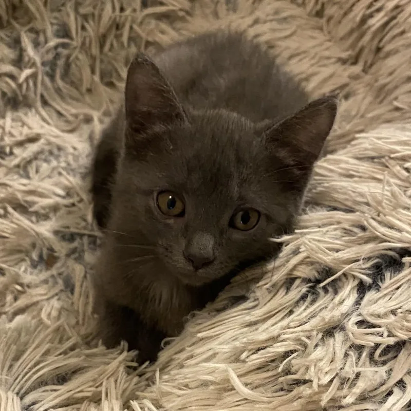 A baby small-sized female Gray / Blue / Silver American Shorthair cat named Lelo for adoption in Pittsburg, KS