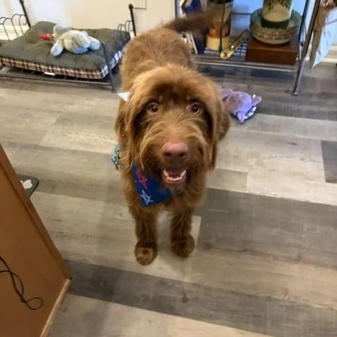 A young medium-sized male Red / Chestnut / Orange Labradoodle dog named Peluche for adoption in Maitland, FL