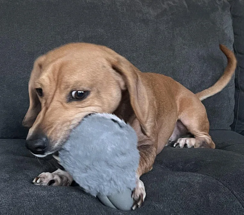 Odin