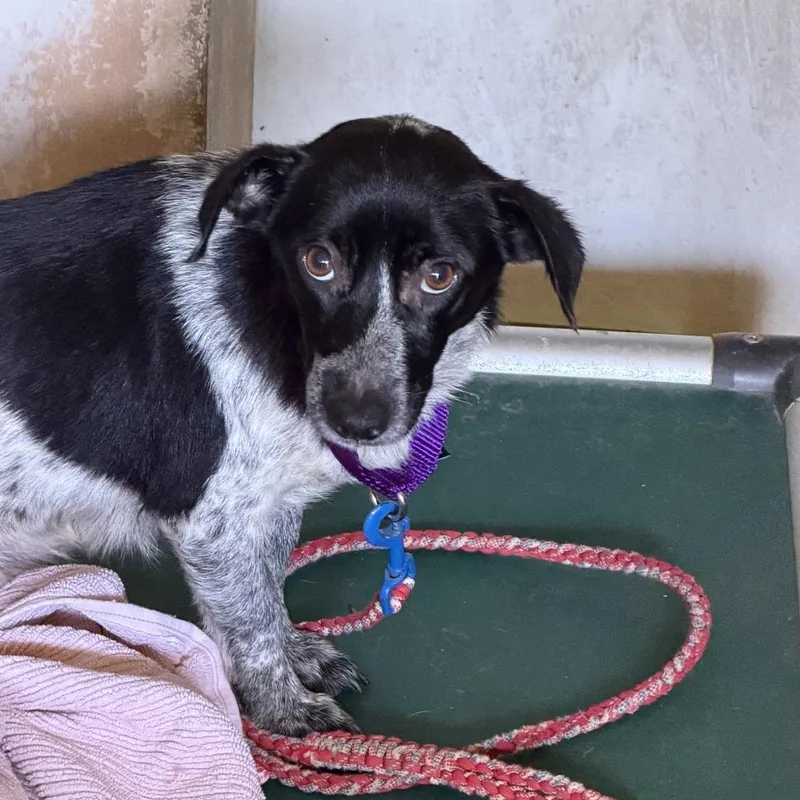 A young medium-sized female Labrador Retriever dog named Grilled Cheese for adoption in Austin, TX
