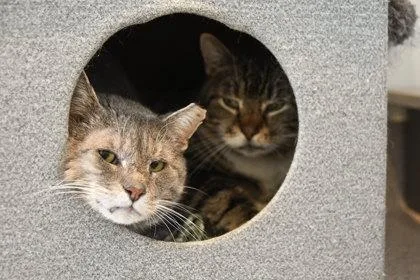 Cornbread thumbnail 2