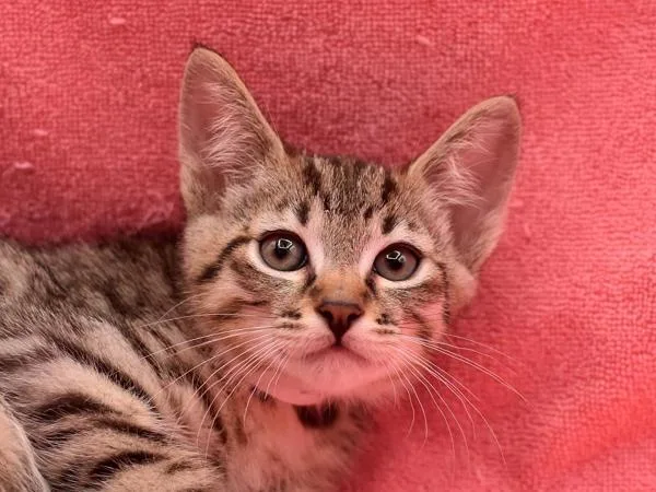 A baby small-sized male Domestic Short Hair cat named Toaster for adoption in Portland, OR