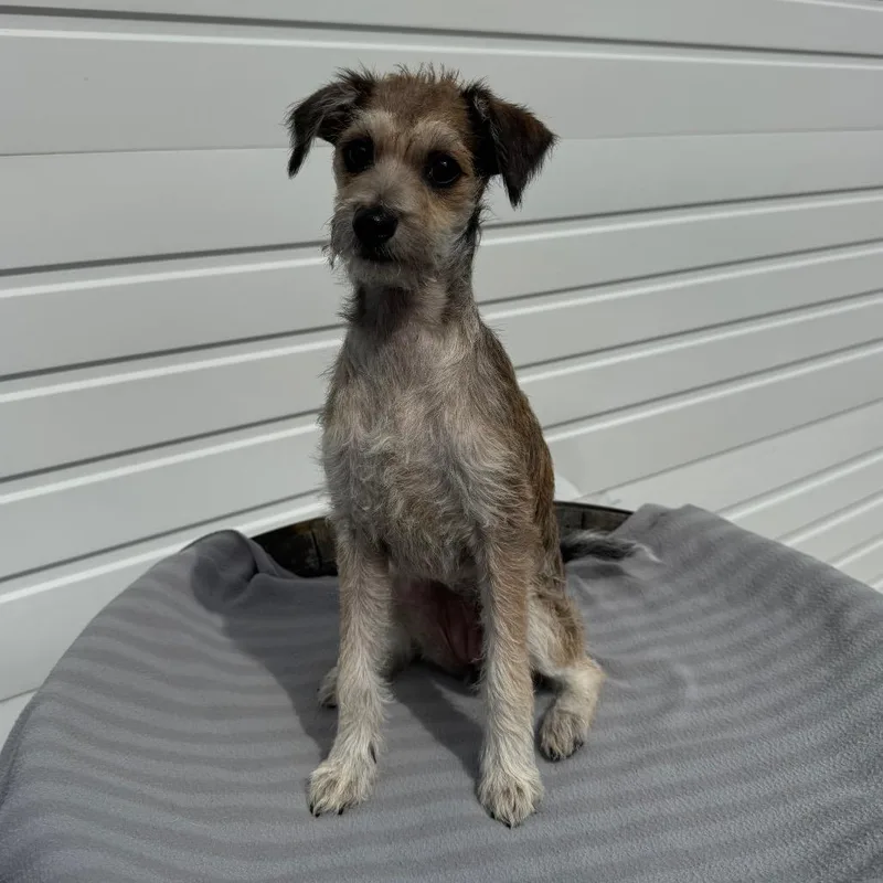 A baby small-sized female Terrier dog named Winnie for adoption in Newberg, OR