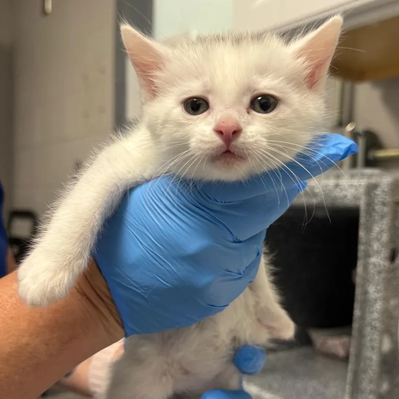 A baby small-sized male White Domestic Short Hair cat named North for adoption in Greenville, SC