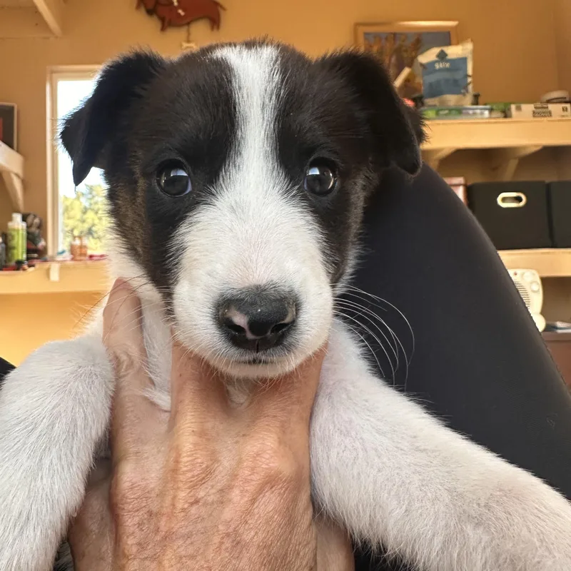 A baby medium-sized female Border Collie dog named Border Collie Puppies for adoption in Arroyo Grande, CA