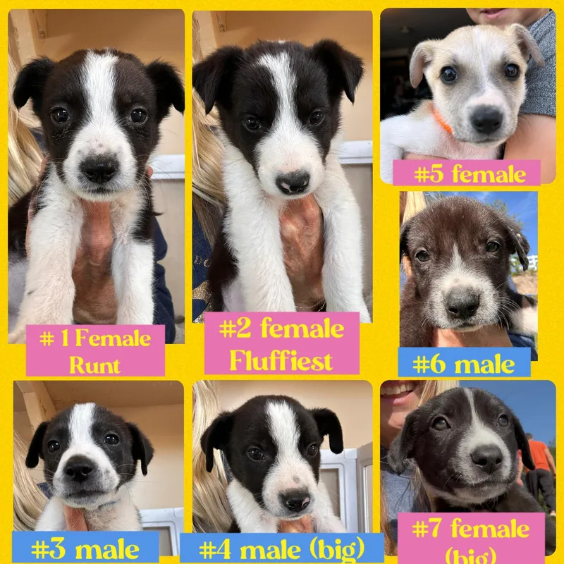 Border Collie Puppies thumbnail 2