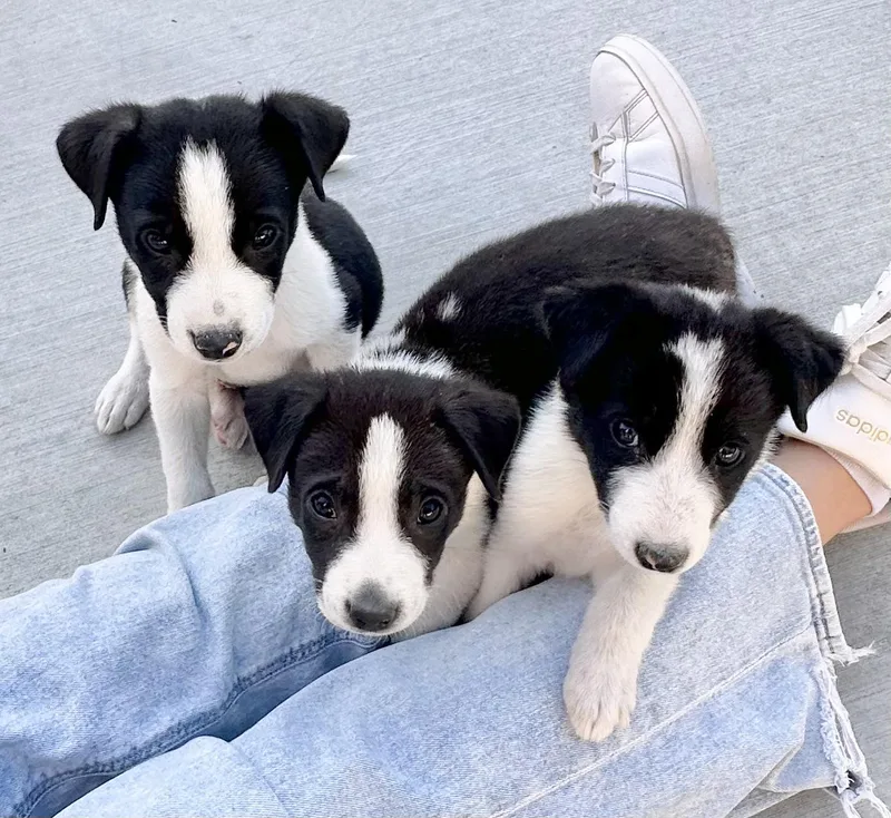 Border Collie Puppies thumbnail 3