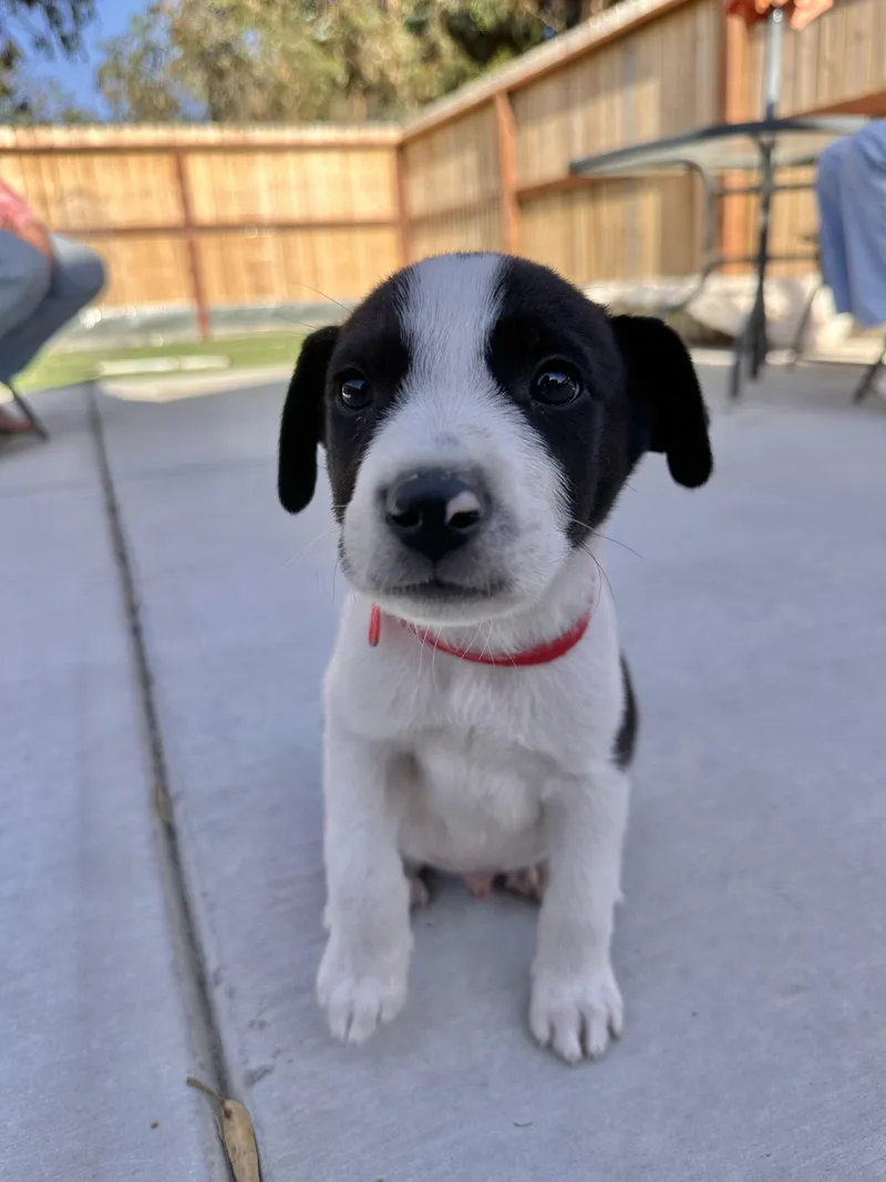 Border Collie Puppies thumbnail 4