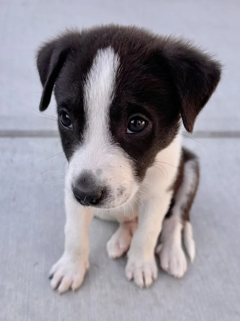 Border Collie Puppies thumbnail 5