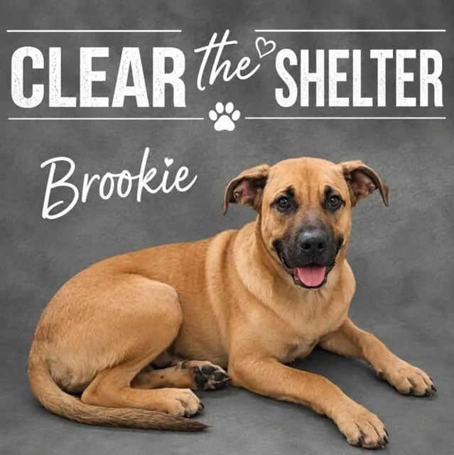 A young large-sized male Boxer dog named Brookie for adoption in Wylie, TX