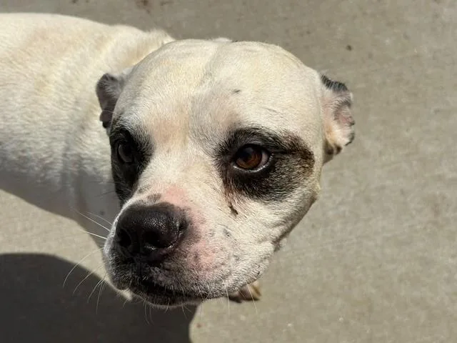 An adult medium-sized male Boxer dog named Tres for adoption in Tulsa, OK