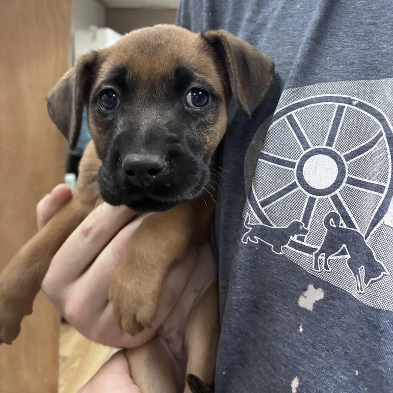 Ct Octavia thumbnail 4