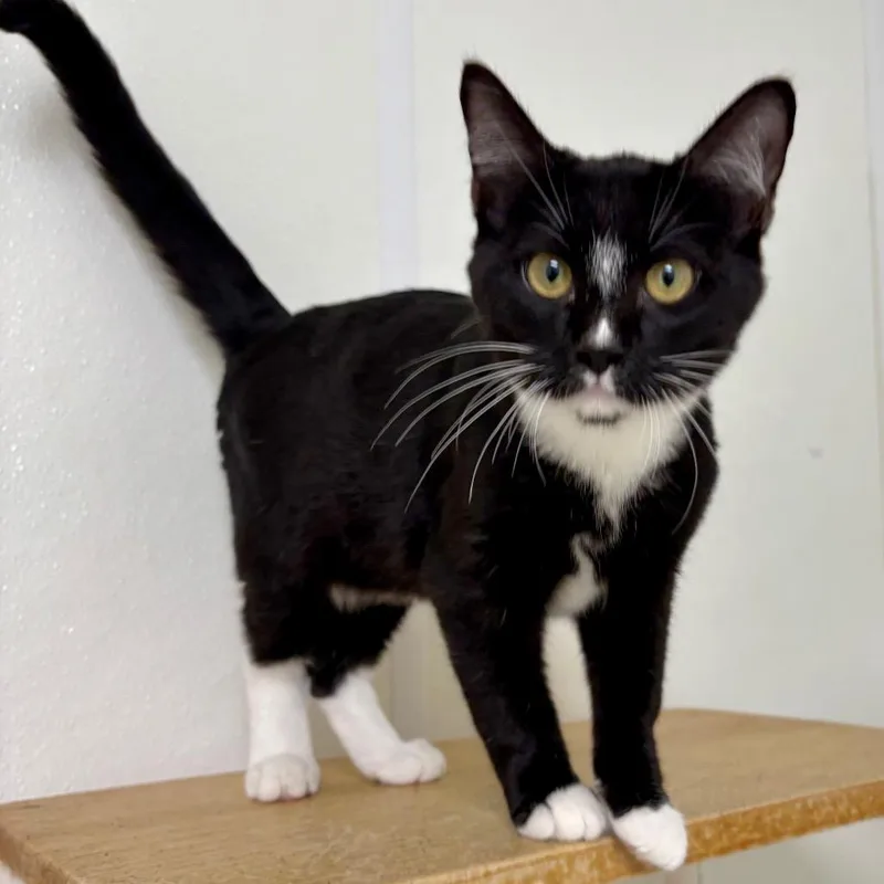 Freaky Fred thumbnail 2