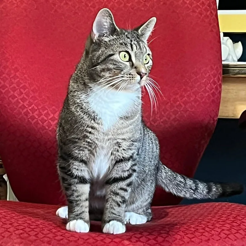 Peppermint Patty thumbnail 2