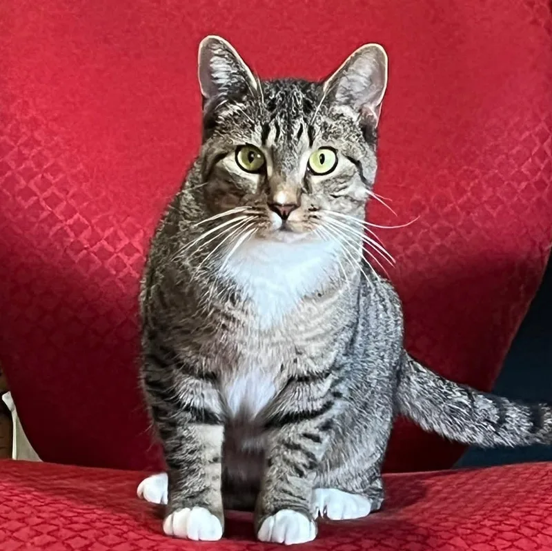 Peppermint Patty thumbnail 3