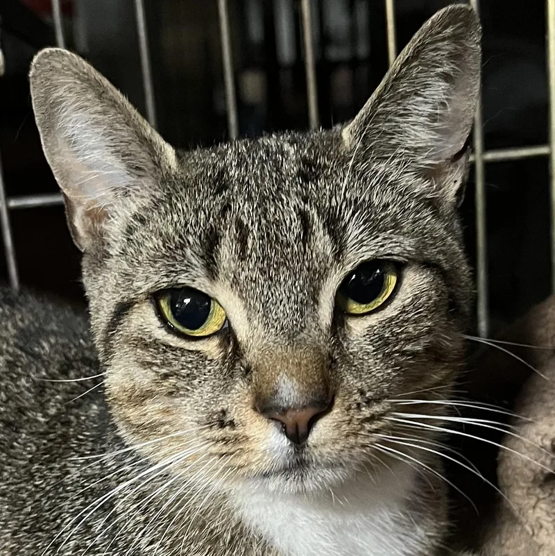 Peppermint Patty thumbnail 4