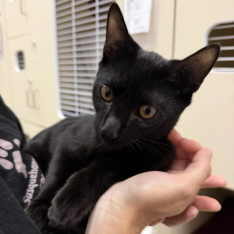 A baby medium-sized male Black Domestic Short Hair cat named Louis Vuitton for adoption in Cooperstown, NY
