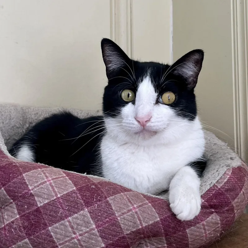 An adult large-sized male Black & White / Tuxedo Tuxedo cat named Lou for adoption in Hammond, LA