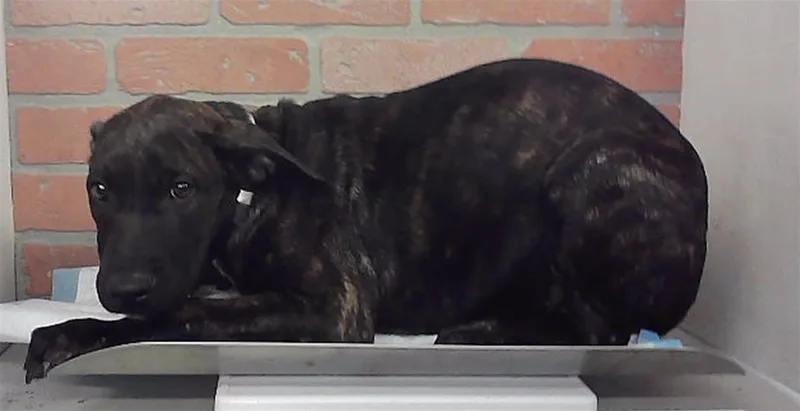 A baby small-sized female Staffordshire Bull Terrier dog named Miranda for adoption in Houston, TX