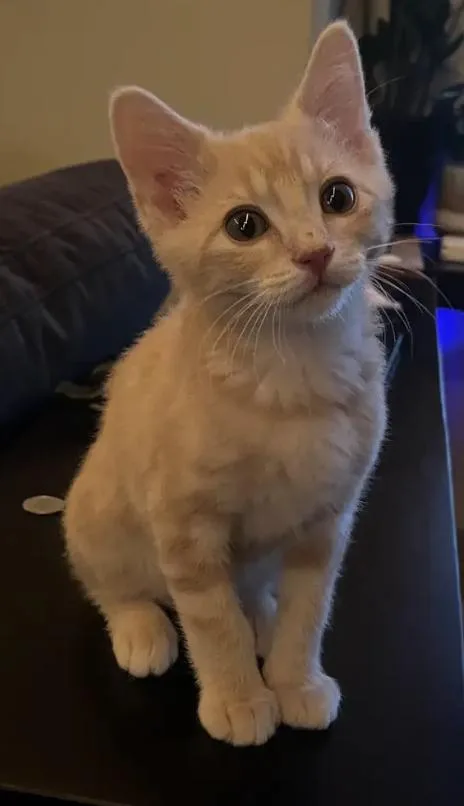 A baby small-sized male Domestic Short Hair cat named Iceland for adoption in Broomfield, CO