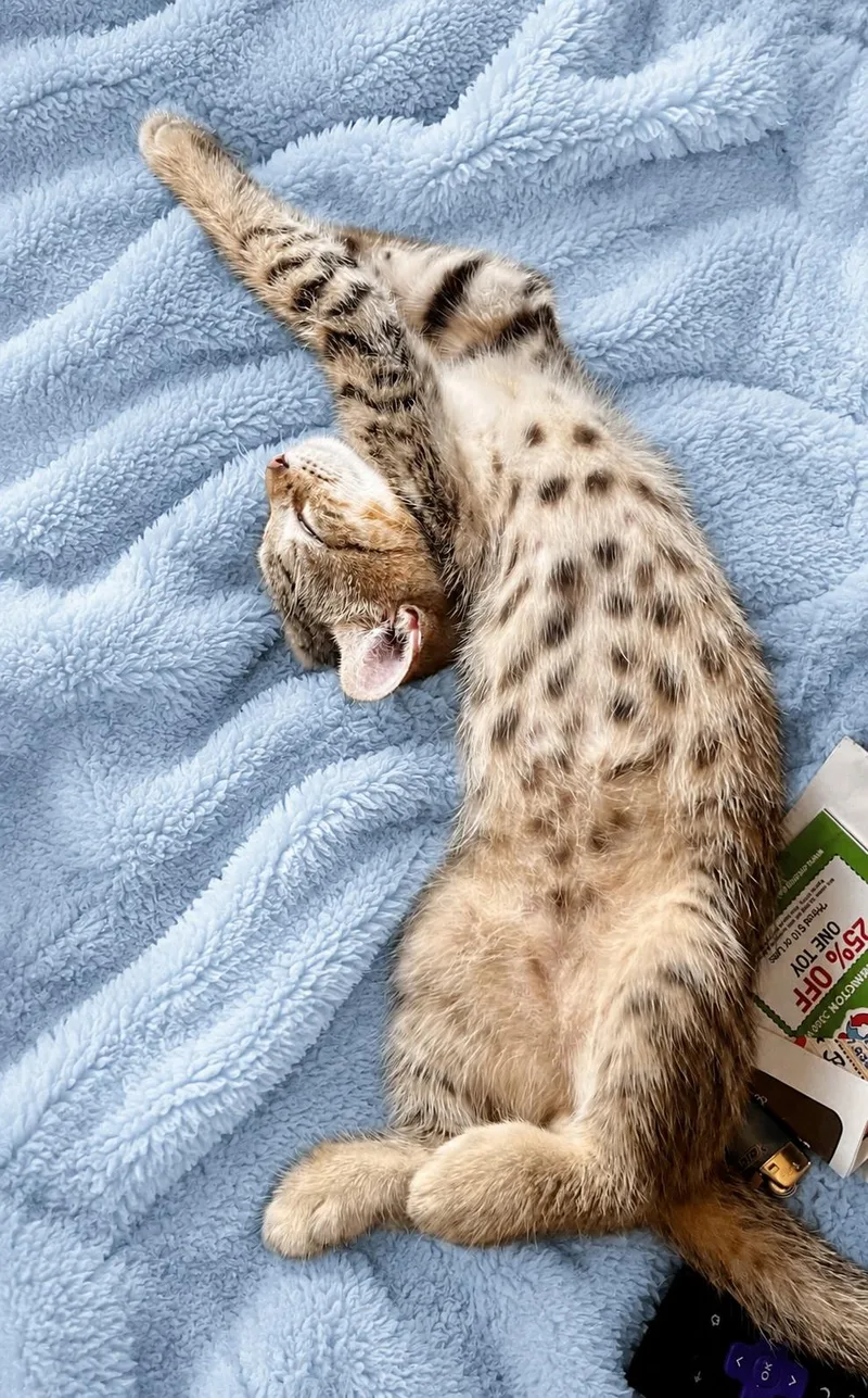 A baby medium-sized male Buff / Tan / Fawn Domestic Short Hair cat named Antibuss for adoption in Martinsville, IN