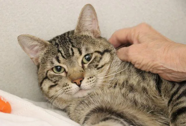 An adult small-sized male Domestic Short Hair cat named Macklemore for adoption in Tucson, AZ