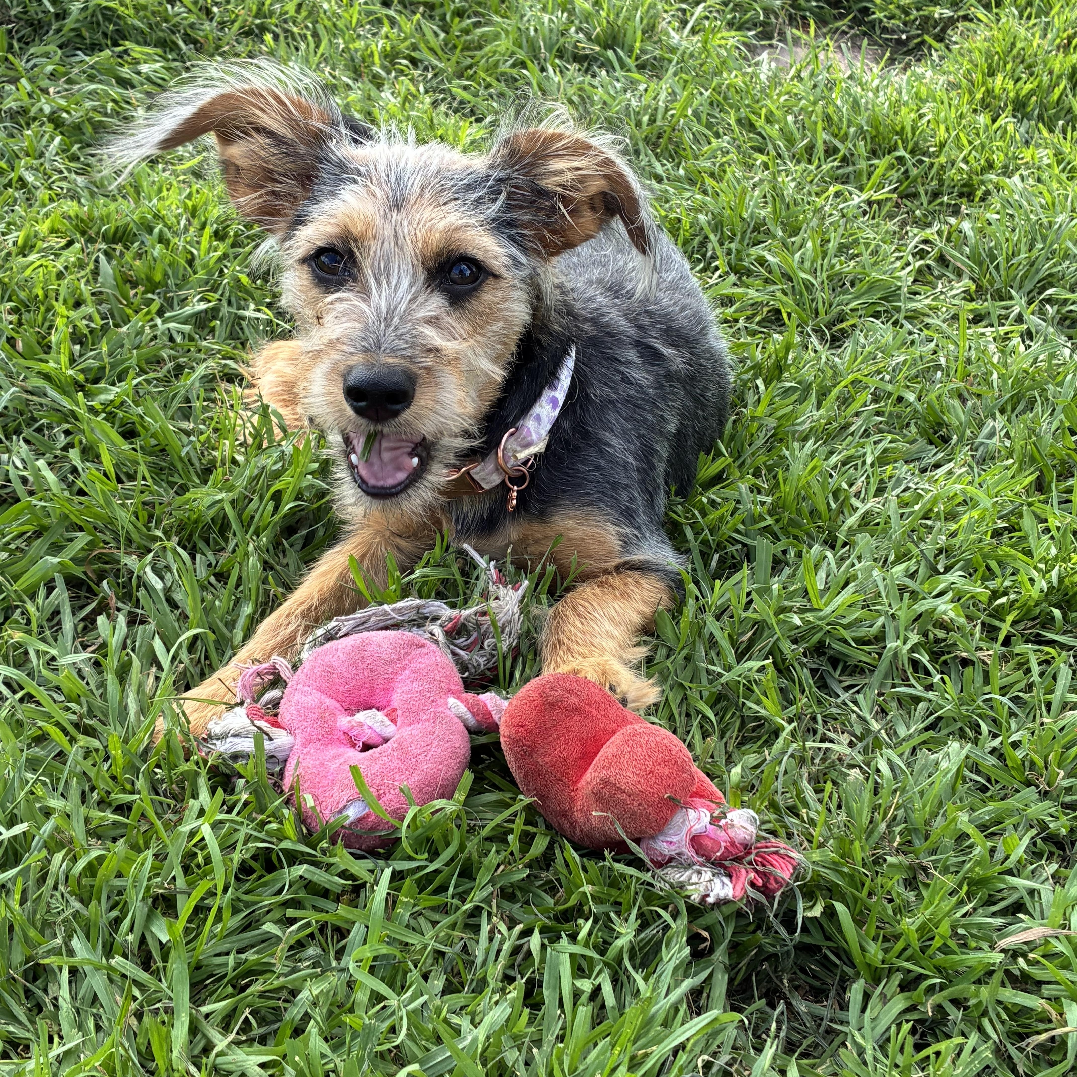 A baby small-sized female Tricolor (Brown, Black, & White) Yorkie Poo dog named Lexi for adoption in Arlington, TX