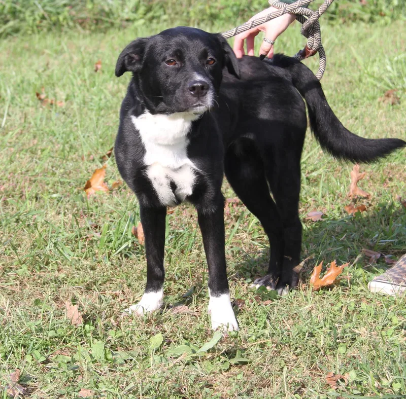 An adult medium-sized female Labrador Retriever dog named Mattie for adoption in Marietta, OH