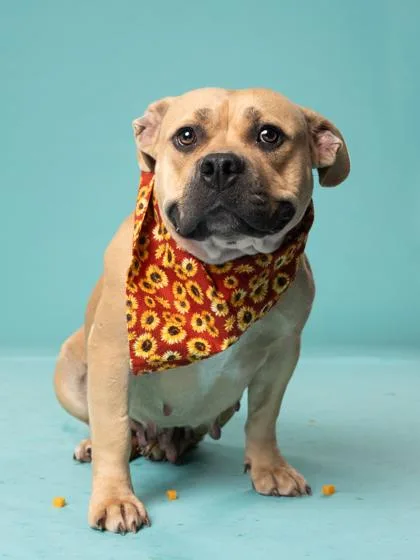 An adult medium-sized female Pit Bull Terrier dog named Lawton for adoption in Atlanta, GA