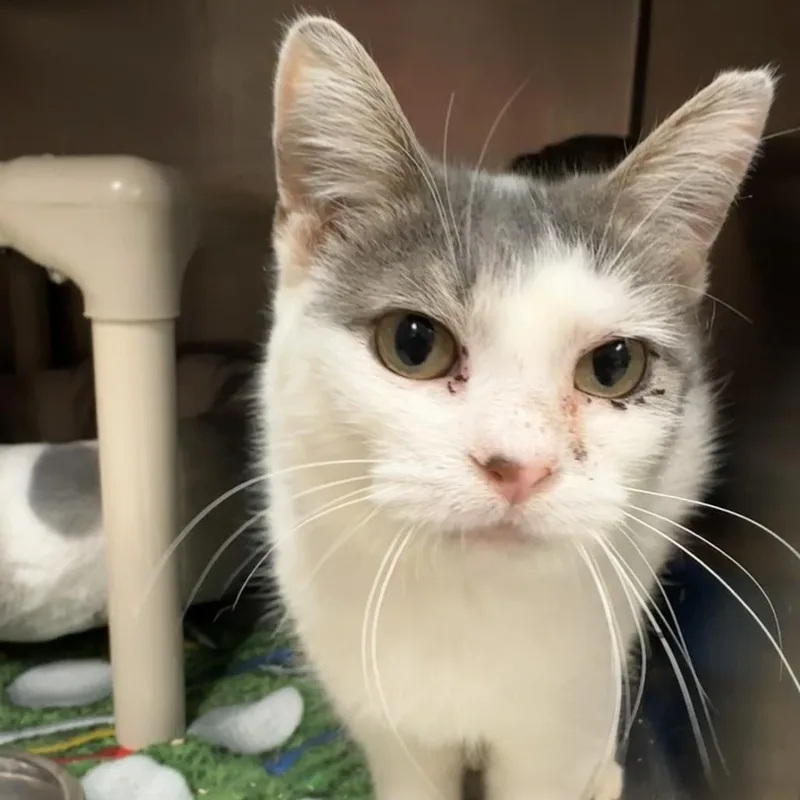 An adult medium-sized female Gray / Blue / Silver Domestic Short Hair cat named Marni for adoption in Chippewa Falls, WI