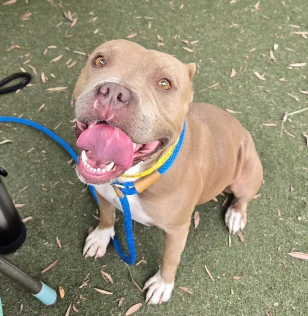 A young large-sized female Pit Bull Terrier dog named Coco for adoption in Los Angeles, CA