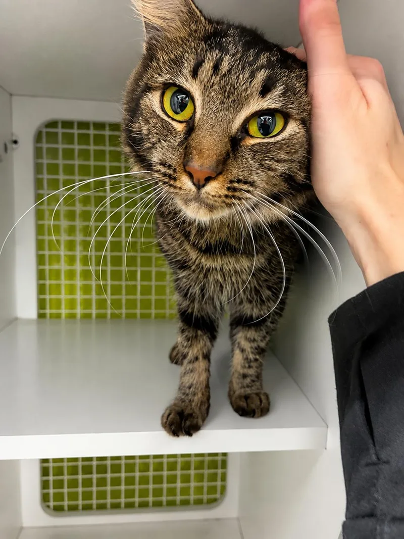 A young medium-sized female Brown / Chocolate Domestic Medium Hair cat named Sunshine for adoption in Los Angeles, CA