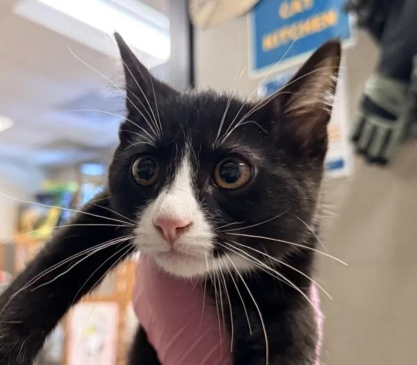 A baby small-sized male Domestic Short Hair cat named Twinkle Twinkle for adoption in El Cajon, CA
