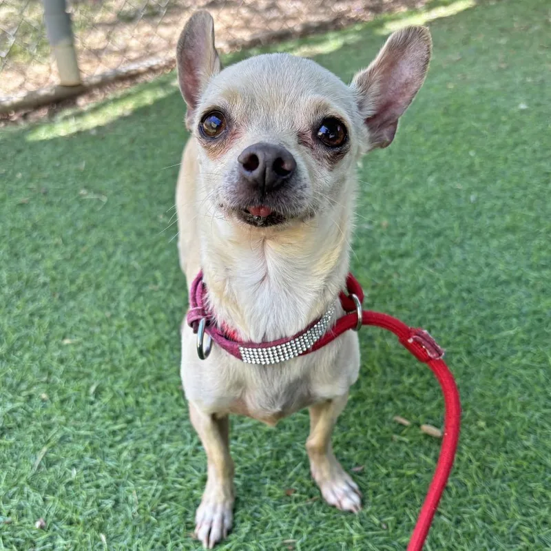 A senior small-sized female Yellow / Tan / Blond / Fawn Chihuahua dog named Gigi for adoption in Ojai, CA