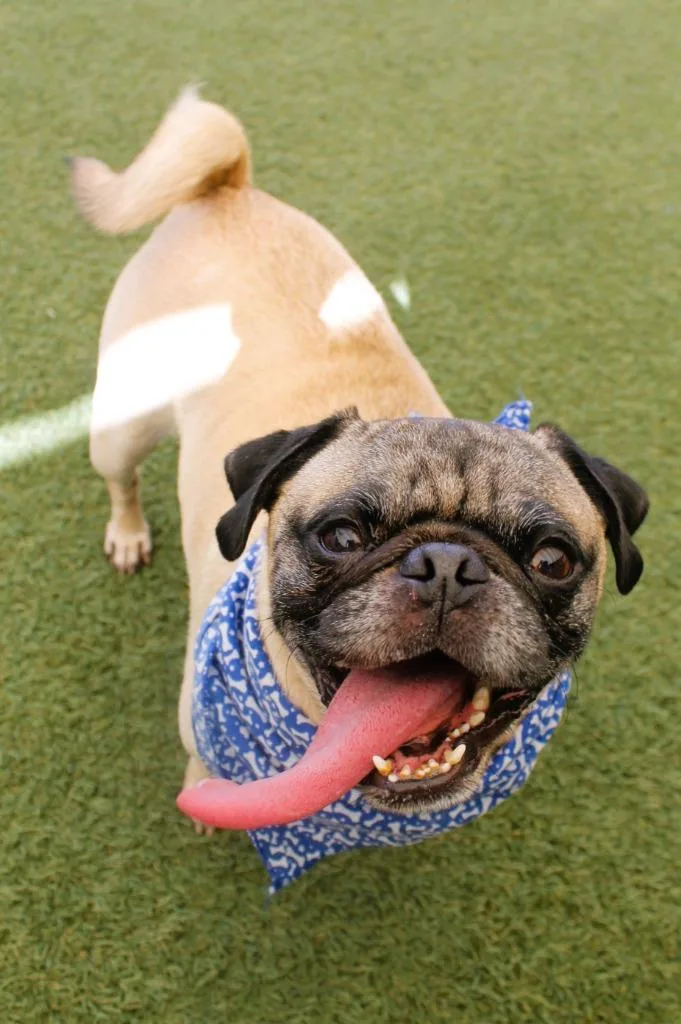 An adult small-sized male Pug dog named Shoelace for adoption in Gardena, CA