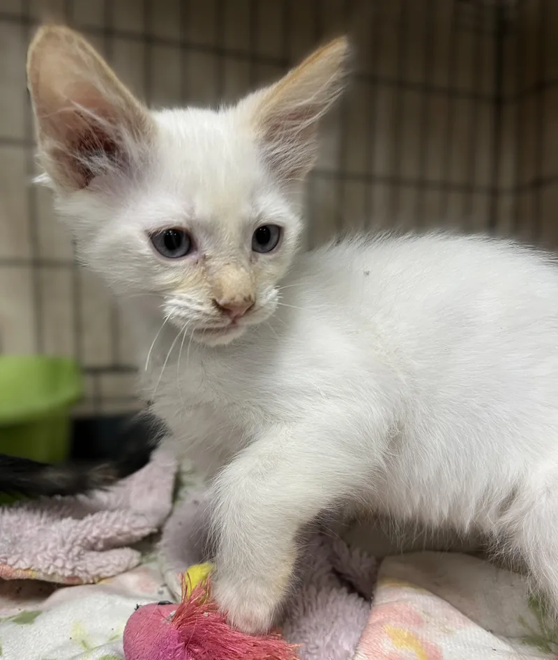 A baby medium-sized male Flame Point Siamese cat named Lightning for adoption in Shingletown, CA