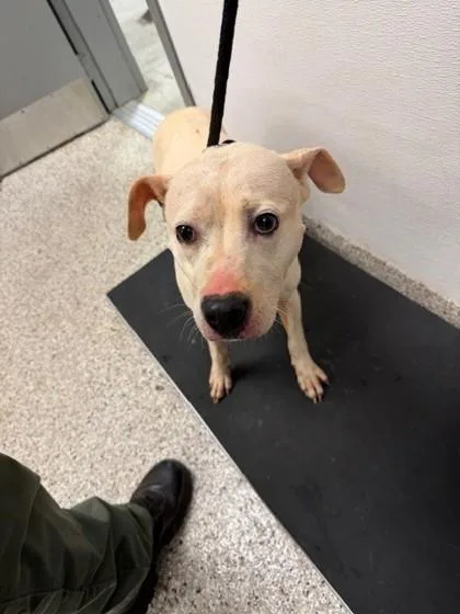 An adult medium-sized female Terrier dog named Snow White for adoption in Gastonia, NC