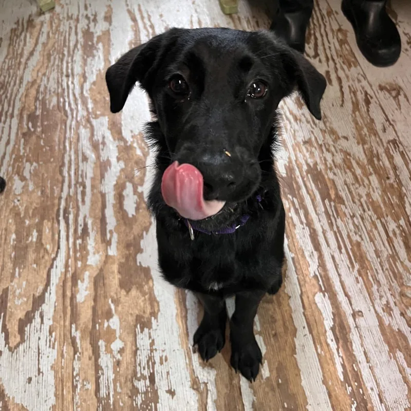 A young medium-sized female Black Retriever dog named Noche for adoption in Kyle, TX