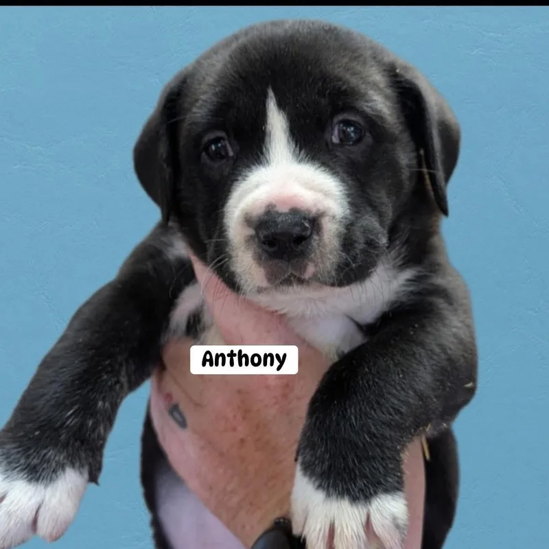 A baby medium-sized male Black Labrador Retriever dog named Anthony for adoption in Brewton, AL