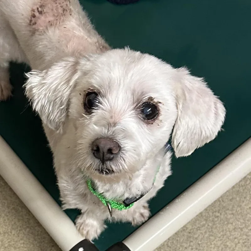 A senior small-sized female Maltese dog named Missy for adoption in Naperville, IL