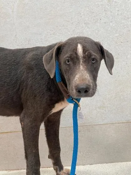 A young medium-sized male Mixed Breed dog named Digit for adoption in Honolulu, HI