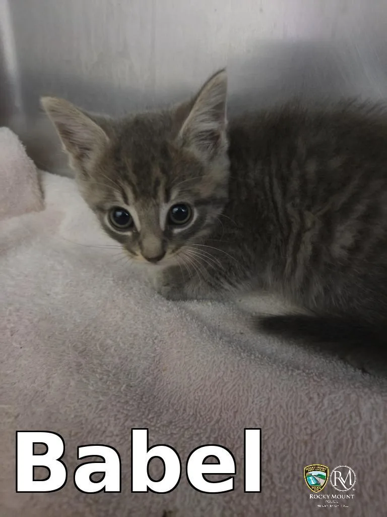 A baby medium-sized female Domestic Medium Hair cat named Babel for adoption in Rocky Mount, NC