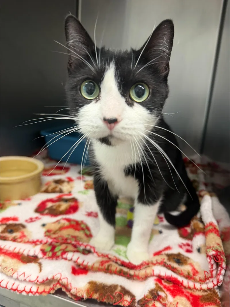 An adult large-sized female Black & White / Tuxedo Domestic Short Hair cat named Microwave for adoption in Yorkville, IL