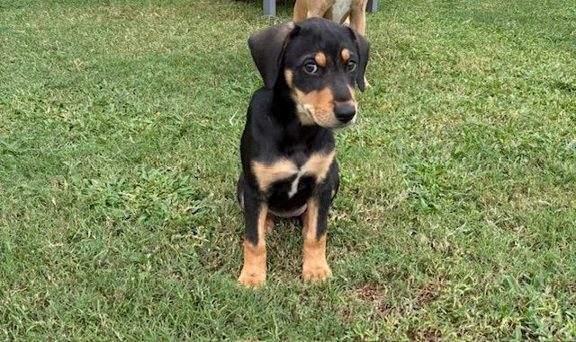 A young small-sized female Terrier dog named Dolly for adoption in Baker, LA