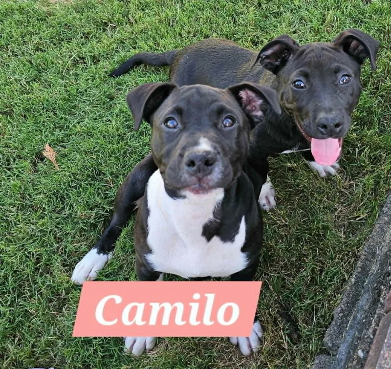 Camilo thumbnail 2