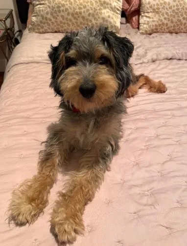 A young small-sized male Schnauzer dog named Smokey for adoption in San Diego, CA