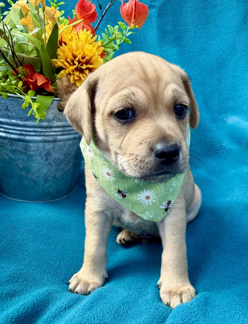 A baby small-sized male Apricot / Beige Puggle dog named Sparky for adoption in Corona Del Mar, CA