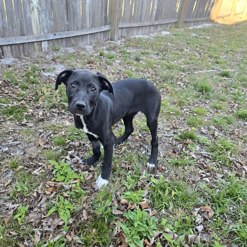 Mattress Topper thumbnail 2