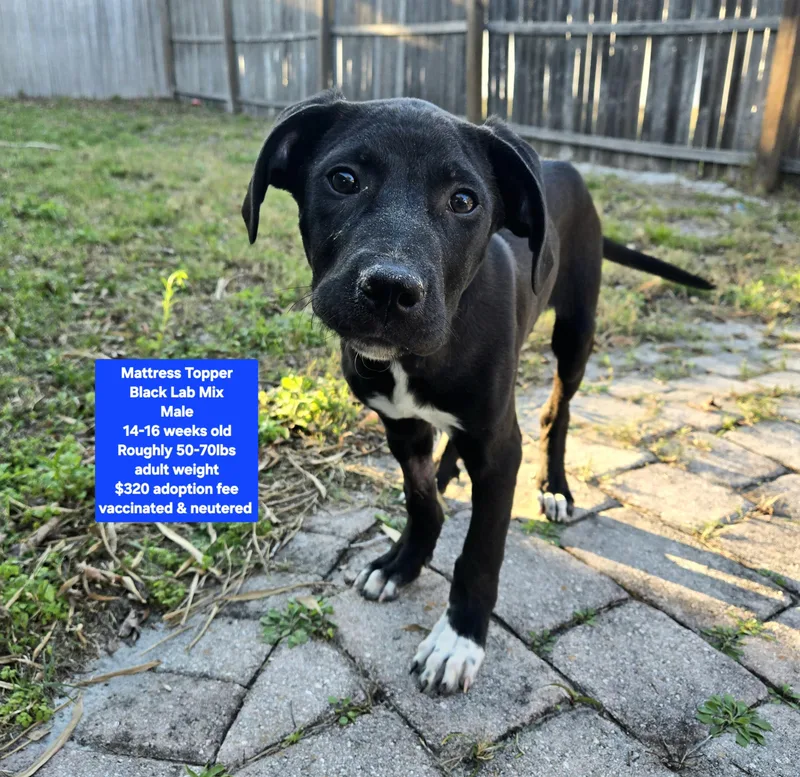 Mattress Topper photo 1