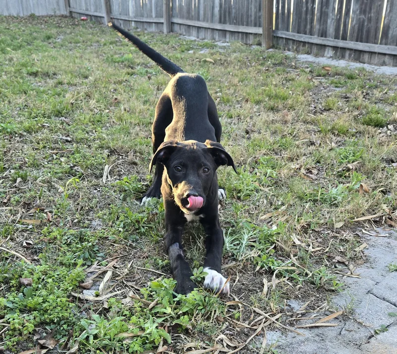 Mattress Topper thumbnail 3